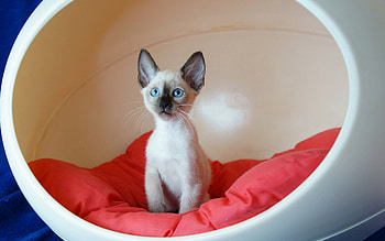 Animals, Sit, Cat, Pillow, Armchair HD wallpaper