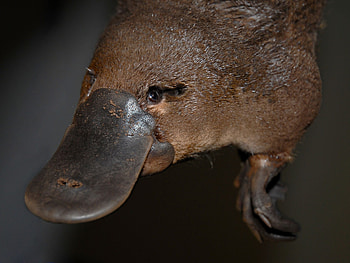 Platypus, Top backgrounds, Australian wildlife, Unique mammal HD wallpaper