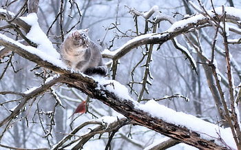 Animals, Winter, Snow, Wood, Cat, Tree, Branch HD wallpaper