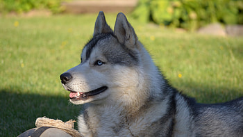 Husky for , Ultra beauty, Perfect for , Stunning on any screen HD wallpaper
