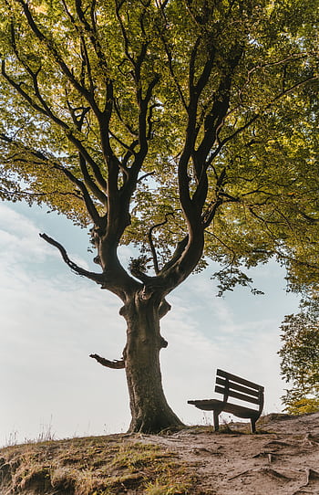 Peaceful scene with a wooden bench under a majestic tree in a sunny park setting. HD phone wallpaper