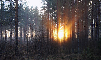 Nature, Trees, Autumn, Dawn, Forest HD wallpaper