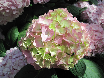 Attractive Flowers at the garden 93, pink, graphy, green, Flowers, garden HD wallpaper