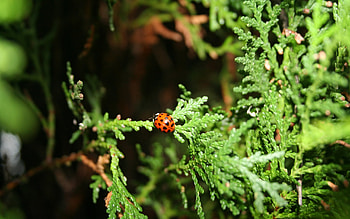 Insects, Ladybugs HD wallpaper