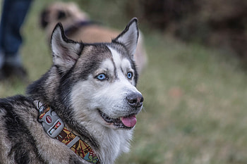 Animals, Dog, Muzzle, Husky, Collar HD wallpaper