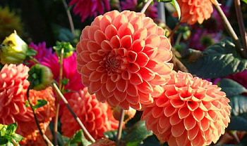 Dahlias, garden, flowers, orange, color HD wallpaper