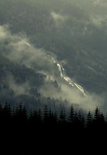 Nature, Rivers, Trees, Forest, Fog, Fir, Spruce HD phone wallpaper