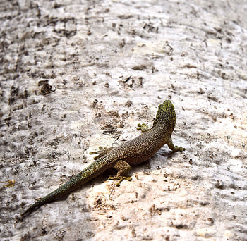 Animals, Rock, Stains, Spots, Stone, Lizard, Reptile, Back HD wallpaper