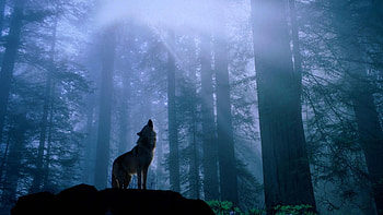 Wolf - Cave HD wallpaper