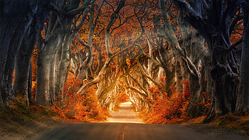 The Dark Hedges Armoy Ireland Road Avenue Forest , road, autumn, nature, forest HD wallpaper