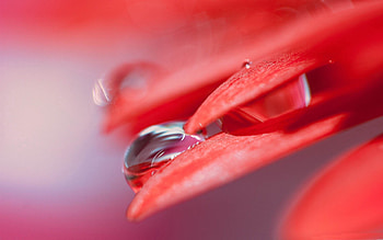 Drops, Flower, Macro, Petals HD wallpaper