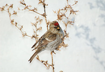 redpoll, winter, bird, snow, nature HD wallpaper