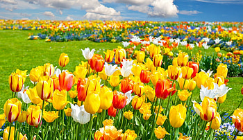 Color Tulips, white, yellow, red, fields, colors, nature HD wallpaper