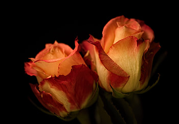 Beautiful Flowers, flowers, buds, roses, petals HD wallpaper