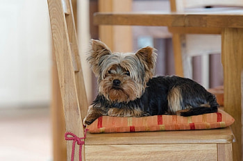 Cute Yorkie, dog, chair, cute, yorkshire HD wallpaper