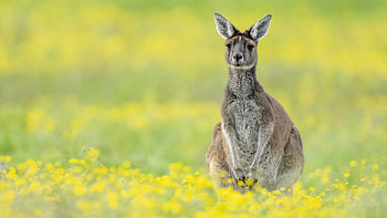 Kangaroo Ultra , background , Kangaroo HD wallpaper