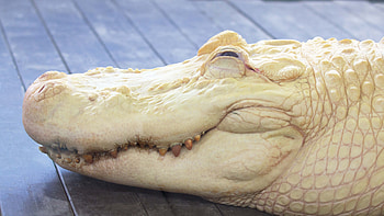 Alligator 5 , Animal , Reptile art, Crocodile illustration HD wallpaper