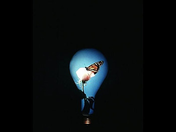Butterfly in Bulb, cool, butterfly, bulb HD wallpaper