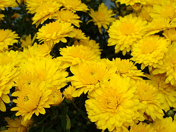Plants, Flowers HD wallpaper