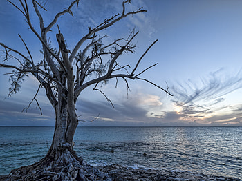 Landscape, Nature, Sea, Wood, Tree HD wallpaper
