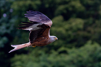 hawk , Breathtaking , Stunning background HD wallpaper