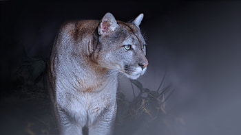 Cougar, Elegance in motion, Fierce predator, Natural balance HD wallpaper