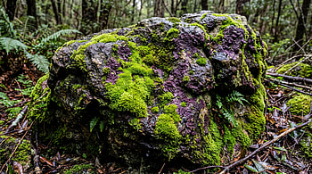 Mossbound Boulder — Forest, Rock HD wallpaper