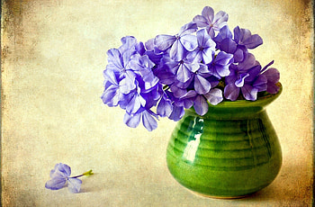 Flowers, Background, Vase, Phlox HD wallpaper