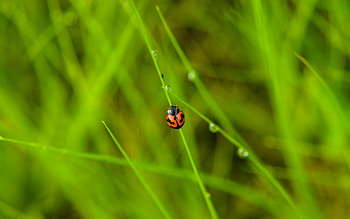 Grass, Macro, Insect, Ladybird, Ladybug, Dew HD wallpaper