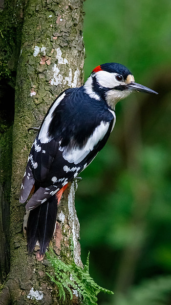Woodpecker, Black, Bird HD phone wallpaper