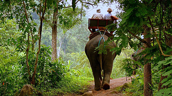 Animals, Trees, Jungle, Elephant, Cab, Cabman HD wallpaper