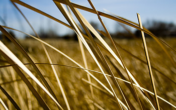 Plants, Background HD wallpaper