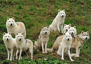 LOBOS, animal, fauna, natureza HD wallpaper