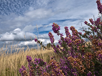 Clouds over Fields, field, landscape, clouds, Nature, sky, flowers HD wallpaper