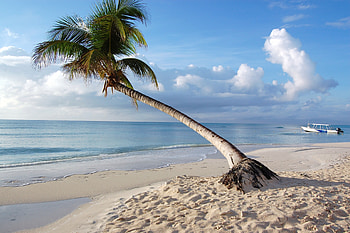 Beach, Nature, Palm, Tropics, Maldives HD wallpaper