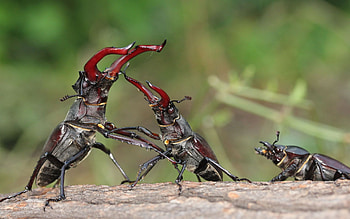 Animals, Bugs, Fight, Battle, Struggle, Skirmish, Stag Beetle HD wallpaper
