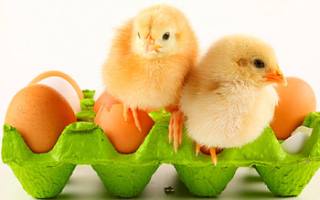 Cute chicks, chicks, birds, eggs, animals HD wallpaper