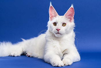 Maine Coon, kitten, Cat, maine, coon HD wallpaper