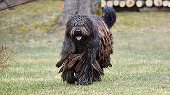 Bergamasco, Dog breed, Identification quiz, Animal HD wallpaper