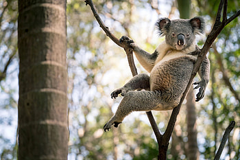 Koala's hanging pose, Playful acrobatics, Curious moment captured, Adorable flexibility HD wallpaper