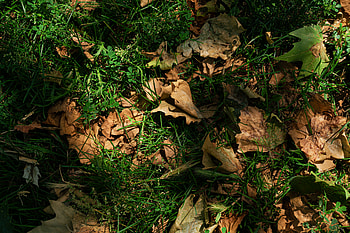 Autumn Leaves on Grass – Stunning Fall Nature, nature, Autumn, fall leaves, grass HD wallpaper