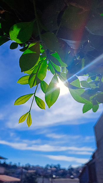 sunlight on a green leaf, sunlight, tree, green, leaf, sun HD phone wallpaper