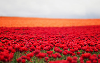 Tulips Field , tulip, flowers, field, artist, artwork, digital-art HD wallpaper