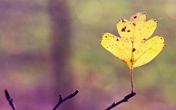 Nature, Autumn, Web, Bright, Sheet, Leaf, Branch HD wallpaper