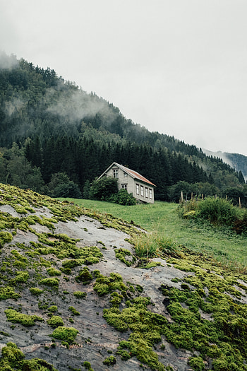 Greens, Nature, Trees, Forest, House HD phone wallpaper