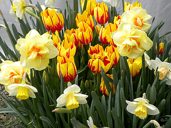 Flowers, Tulips, Narcissussi, Flower Bed, Flowerbed, Spring HD wallpaper