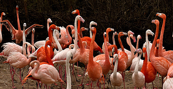 Birds, beautiful, flamingo HD wallpaper