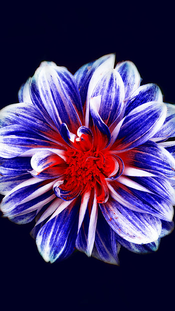 petal, flower, nature HD phone wallpaper