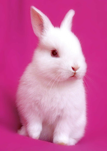 bunny , Cute rabbit, Furry friend, Adorable pet HD phone wallpaper