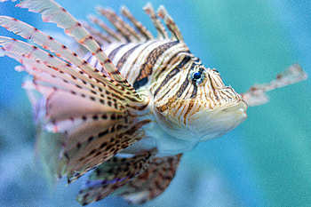 Lionfish — Striped Reef, Animal, fish HD wallpaper